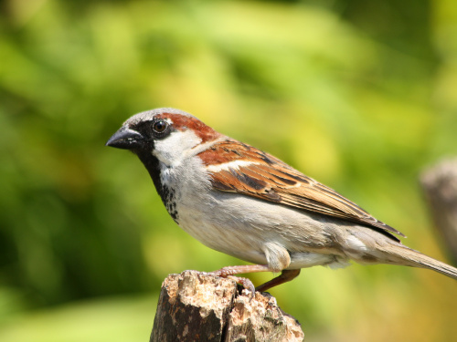 Чому зникають горобці - фото з відкритих джерел