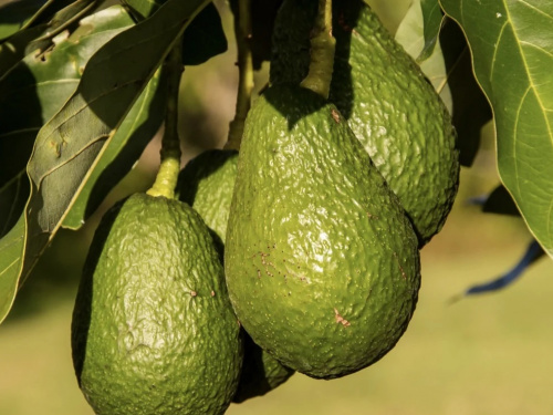 Авокадо на підвіконні: покроковий гід для початківців - фото з відкритих джерел