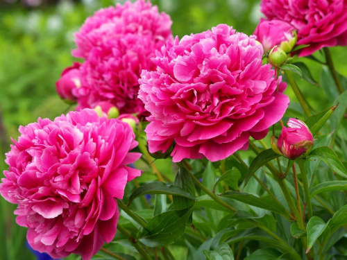 Півонії, а не піони - фото з відкритих джерел