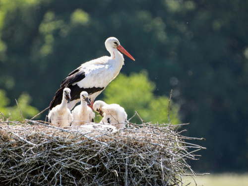 Чому Грицик вигнав Катрусю і що приховує природа - фото з відкритих джерел