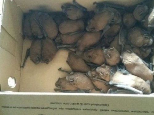 Мышиное царство в многоэтажке: в Кривом Роге пожарные спасли больше сорока рукокрылых