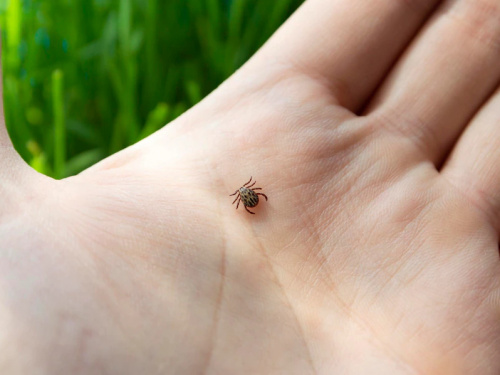 Фото з відкритих джерел
