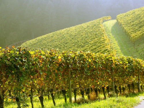 Чи можна садити разом різні сорти винограду - фото з відкритих джерел