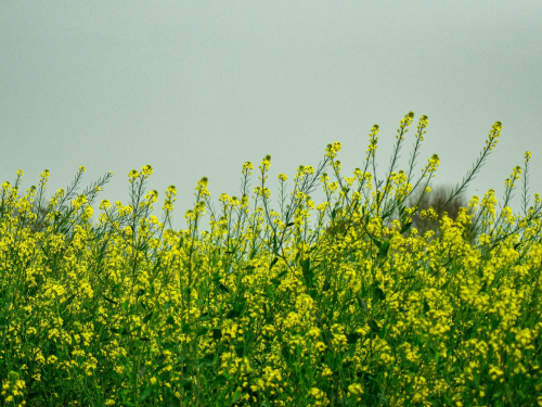 Що любить земля після картоплі: поради для дачників - фото з відкритих джерел