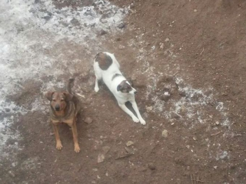 Потасовка, побои и убийство собаки: в Кривом Роге батюшкой-живодером заинтересовалась полиция