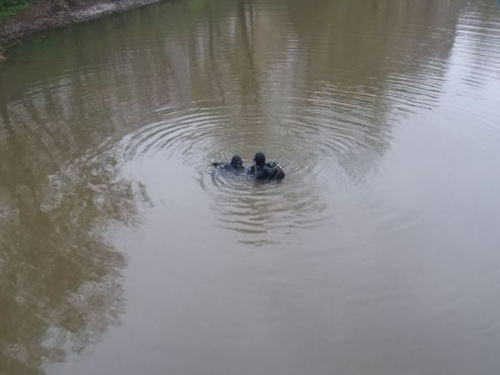 В Кривом Роге водолазы не дали жителям одного из районов города остаться без питьевой воды (фото)