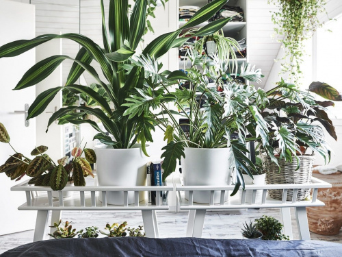 Ефектні кімнатні рослини, які варто мати у кожному домі - фото з відкритих джерел