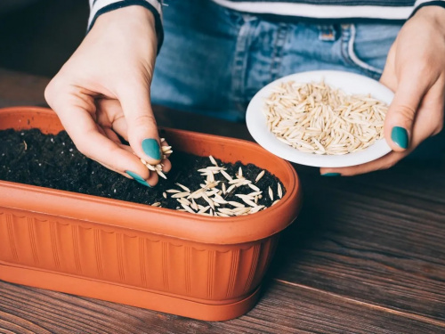 Перевірка насіння на схожість - фото з відкритих джерел