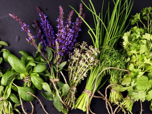 Шість трав, які краще сіяти в приміщенні заздалегідь - фото з відкритих джерел