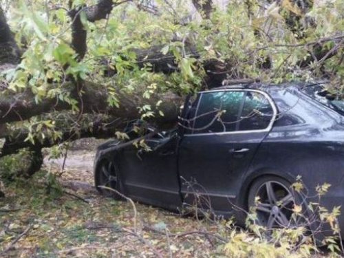 В Кривом Роге на иномарку упало дерево, машина сильно повреждена (ФОТО)