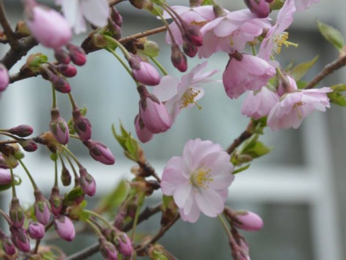 В Кривом Роге ботсад приглашает на цветение японской красавицы (фото)