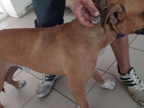 История со счастливым концом: у питбуля, которого привязали к забору и бросили, нашелся хозяин