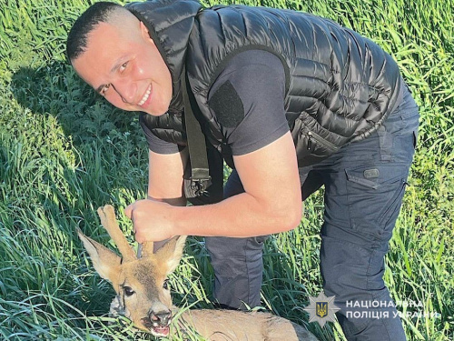 Порятунок косулі, фото Національної поліції України