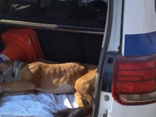 В Кривом Роге хозяин оставил пса в наморднике, привязав в лесополосе (фото)