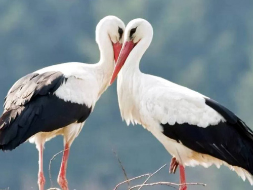 Лелеки, фото з відкритих джерел 