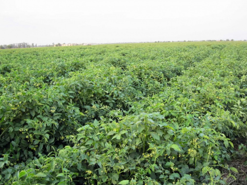 Грядка без шкідників: найкращі партнери для картоплі - фото з відкритих джерел