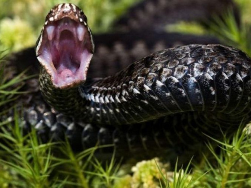 Фото із мережі інтернет