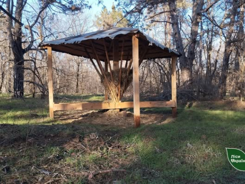 Фото Ліси України