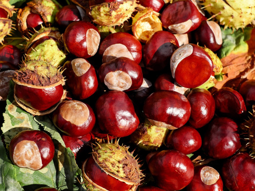 Каштан як талісман: стародавній оберіг і символ удачі - фото з відкритих джерел