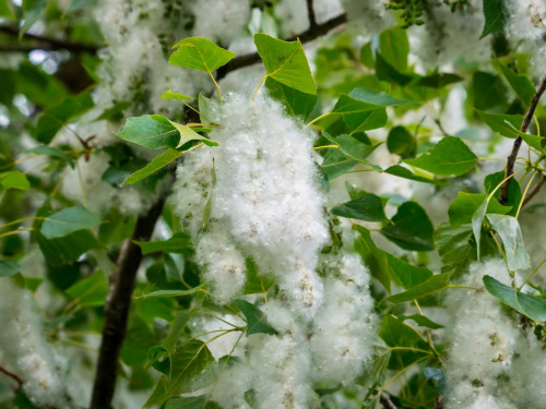Тополиний пух і алергія - фото з відкритих джерел