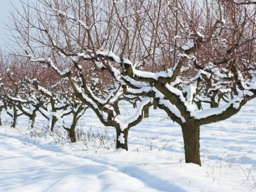 Як уберегти дерева від зневоднення взимку - фото з відкритих джерел