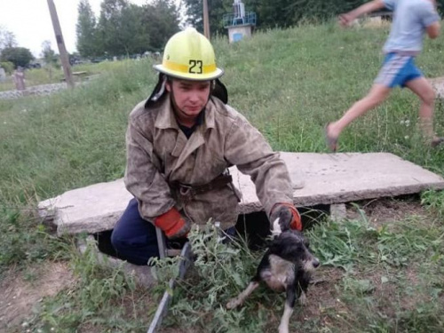 Спасатели Кривого Рога достали из 3-х метрового колодца собаку