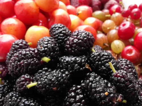 Медики рассказали, почему жителям Кривого Рога обязательно нужно есть шелковицу, вишни и черешни