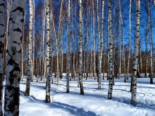 Фото ілюстративне з відкритих джерел     
