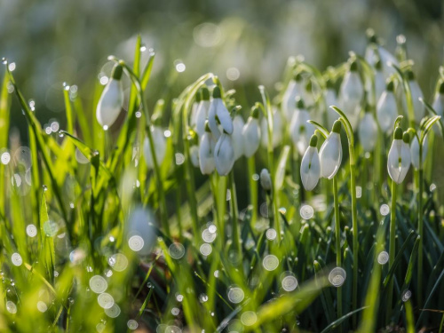 Весна набирає силу: в Україні встановиться суха та тепла погода - фото з відкритих джерел