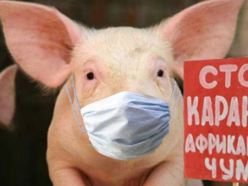 В Днепропетровской области зарегистрировали новую вспышку африканской чумы свиней