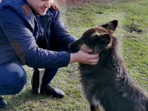 Криворожский Хатико, ждавший в лесополосе под Кривым Рогом своего хозяина, обрел новый дом