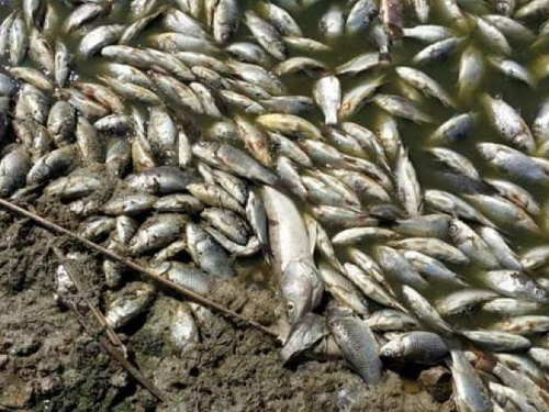 В селе под Кривым Рогом массово мрет рыба (фотофакт)