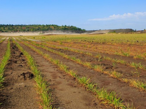 Новейшие технологии против пыли:  на одном из ГОКов Кривого Рога проведут «зеленый» эксперимент