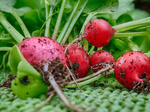 Редиска на підвіконні: секрети швидкого врожаю - фото з відкритих джерел