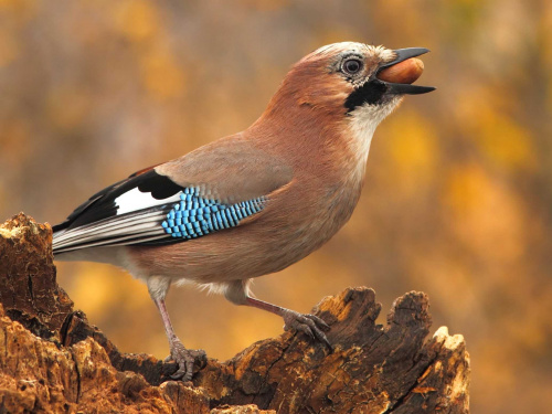 Чому сойки восени так метушаться - фото з відкритих джерел