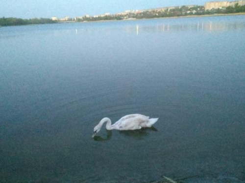 Фото читачки krivbass.city