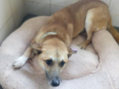 В Кривом Роге дети обеспечили питомцев приюта для животных собственноручно сшитыми лежанками (фото)