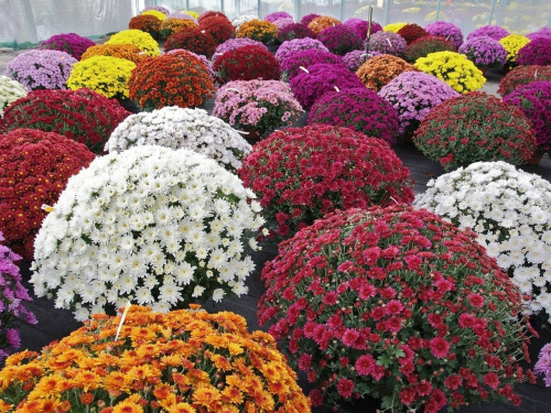 Помилки, через які хризантеми гинуть восени - фото з відкритих джерел