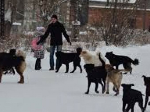 В Кривом Роге на непонятный срок прекращены отлов и стерилизация бродячих собак - и это в сезон"собачьих свадеб"