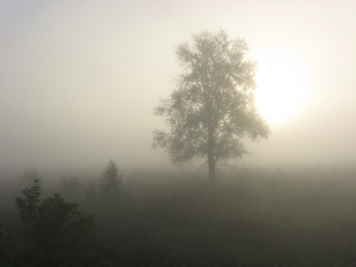 Туман навесні - фото ілюстративне з відкритих джерел