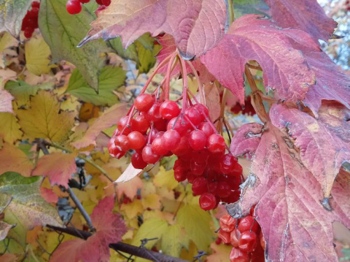 Вихідні у Кривому Розі: куди піти з родиною 16 та 17 листопада