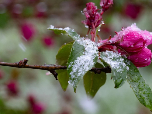 Весна з характером: дощі та похолодання на старті квітня - фото з відкритих джерел