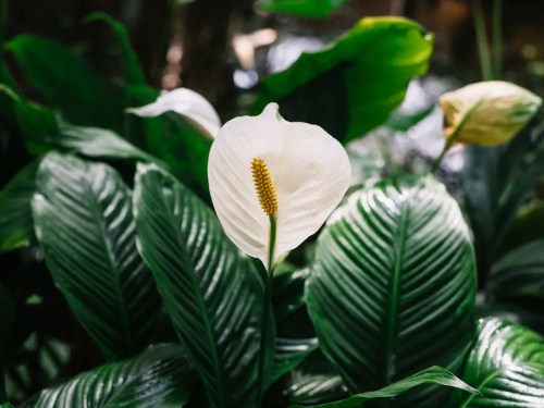 Кімнатна квітка, що приносить гармонію та спокій - фото з відкритих джерел