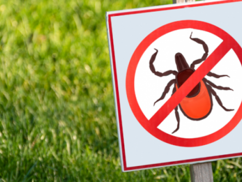 сезон кліщів, фото з відкритих джерел