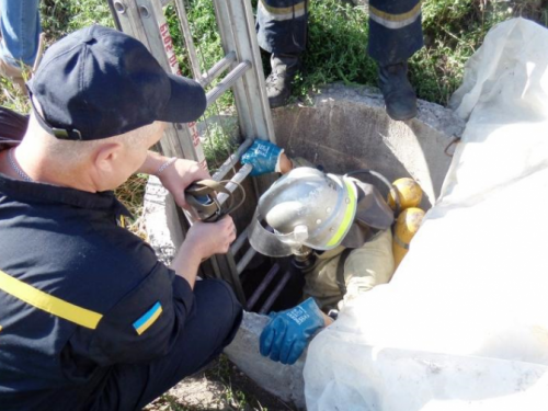 Материнская любовь: на Днепропетровщине собака ждала пока спасатели вызволят из ямы ее щенков