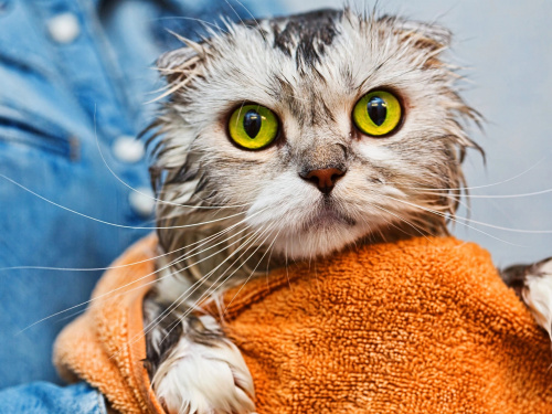 Чи потрібно мити кота - фото з відкритих джерел