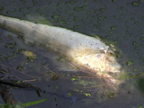 Эксперты говорят, что из-за сильной жары в водоёмах Кривого Рога гибнет рыба (ФОТО)