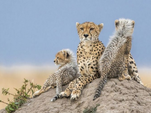 Фото проєкту «Пам’ятай про дику природу»