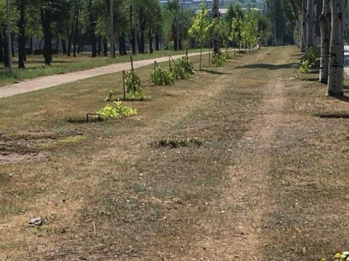Вандалы в Кривом Роге уничтожили два десятка молодых деревьев (ФОТО)