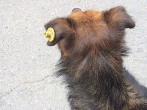 Стерилизация на миллион: у депутатов и властей Кривого Рога не сходятся цифры